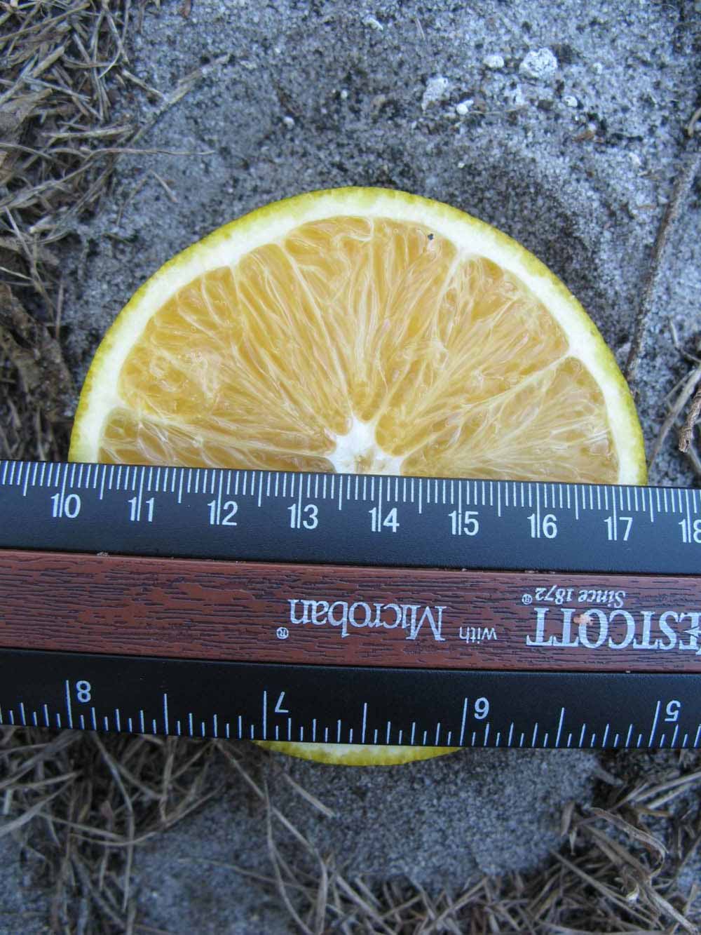            Fruit cross-section (Winter Haven, FL)   